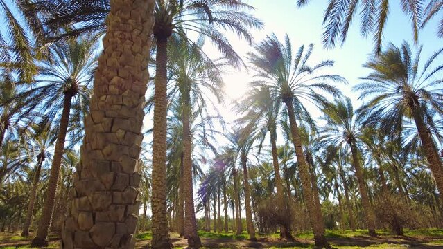 date palm plantation deglet nour with sun rays in the region of biskra algeria