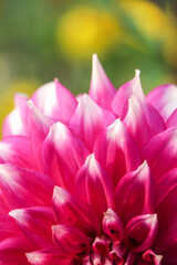 Naklejka premium Colorful Dahlia flower blooming in garden