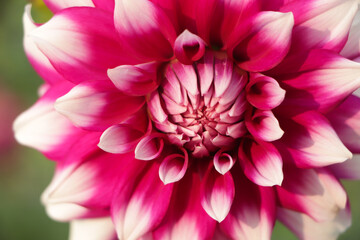dahlias in several colors with bees, which are pollenizing