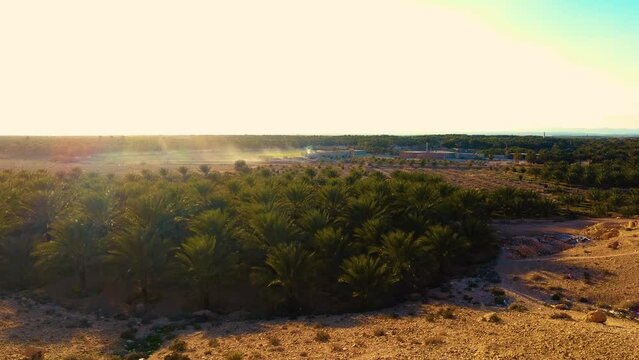 date palm plantation deglet nour in the region of biskra algeria at sunset
