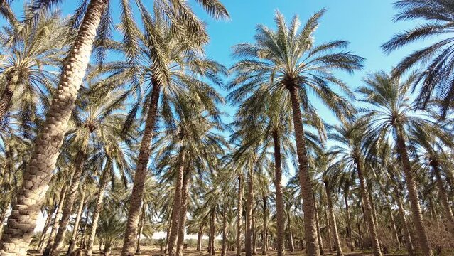 date palm plantation deglet nour in the region of biskra algeria