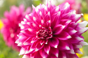 Magenta Dahlia Hybride. Garden plants of brightly colored for parks, balconies, terraces