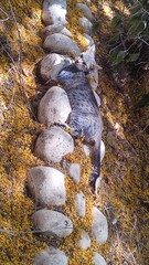 autumn in the forest