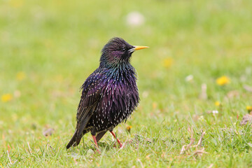 European Starling ( Sturnus vulgaris ) in natural habitat.