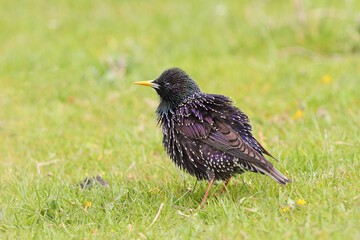 European Starling ( Sturnus vulgaris ) in natural habitat.