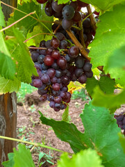 Purple grapes ripen on the branches of the vineyard in autumn