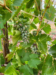 The harvest of green grapes ripens in the vineyard. Grapes for wine