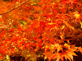 美しい秋景色　赤とオレンジと黄色の満開のもみじの葉