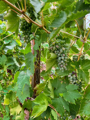 The harvest of green grapes ripens in the vineyard. Grapes for wine