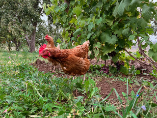 Two red hen walks in the garden and looks for worms in the ground