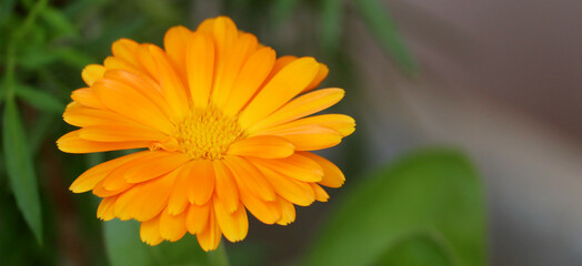 Pot Marigold Flower Bloom 