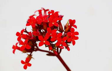 Kalanchoe pinnata Patharkuchi small read flower isolated 