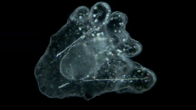 Larva sea urchin Strongylocentrotus pallidus under microscope, phylum Echinodermata. Arm pluteus stagee. White sea
