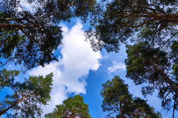 Sky with pine tops. View up from ground level, blue sky with white clouds