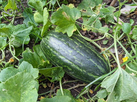 Timun suri melon or Cucumis melo in the garden. the fruit of the pumpkin tribe (Cucurbitaceae)