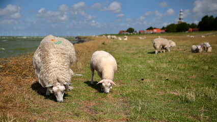 Lambs grazing alongside dike in Hindeloopen, Friesland, Netherlands, with Ijsselmer lake on the left and the clock tower of the church in the background