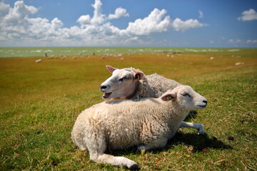Close-up on lambs grazing alongside dike in Hindeloopen, Friesland, Netherlands, with Ijsselmer lake in the background