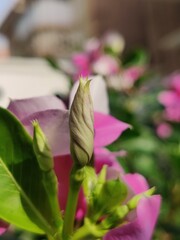 Madagascar periwinkle flower in garden