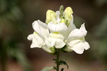 Obraz na płótnie Canvas White blossom of Snapdragons (Antirrhinum majus) : (pix Sanjiv Shukla)