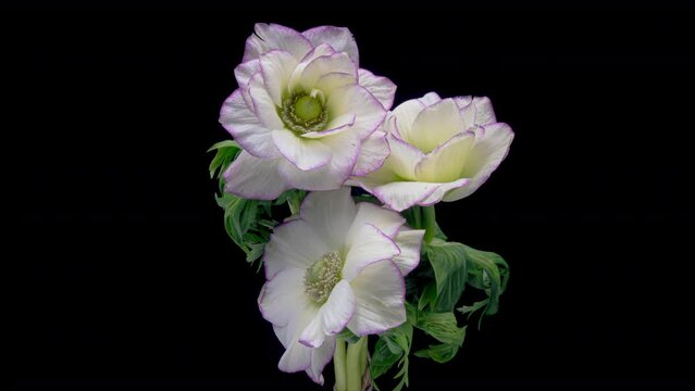 Timelapse of beautiful bouquet of white anemone flowers blooming on black background, close-up.
