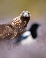 Golden eagle with magpie in the bog scenery