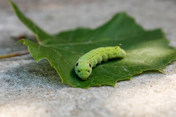 big green caterpillar Deilephila elpenor on a green leaf