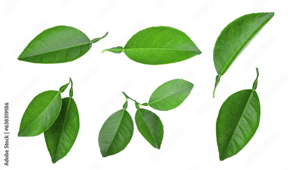 Wall mural set of lemon green leaf isolated, png