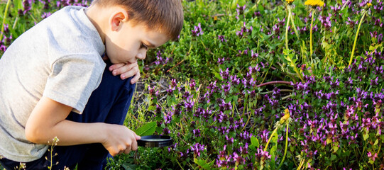 the boy looks at the flower through a magnifying glass