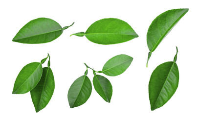 set of lemon green leaf isolated, png - Powered by Adobe