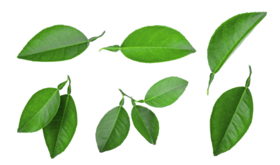 set of lemon green leaf isolated, png