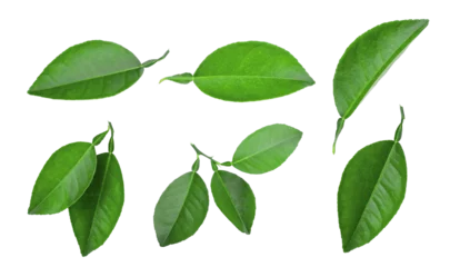 Foto op Plexiglas set of lemon green leaf isolated, png © boonchuay1970