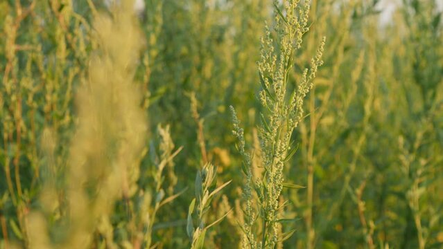 A ragweed flower branch in a field during sunset.