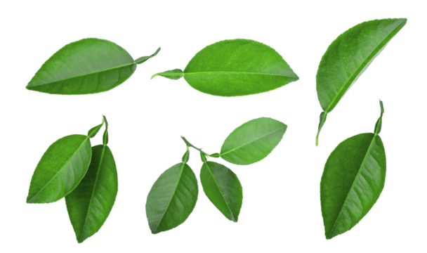 set of lemon green leaf isolated, png