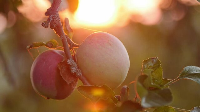Red fruits of a wild apple tree on a branch during the setting sun