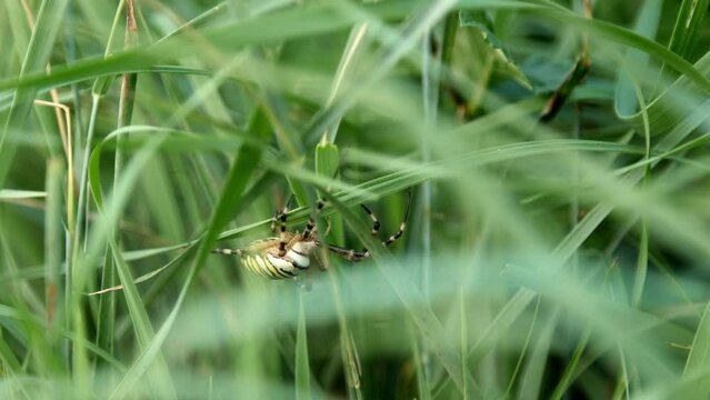 Argiope bruennichi spider moving in green grass.