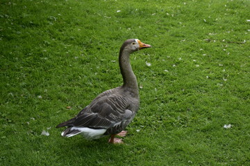 Gans im Park in Celle