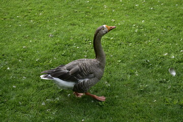 Gans im Park in Celle