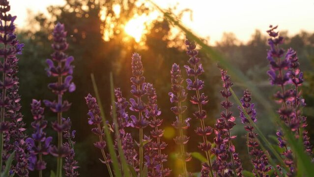 A bee collects pollen from wildflowers at sunset