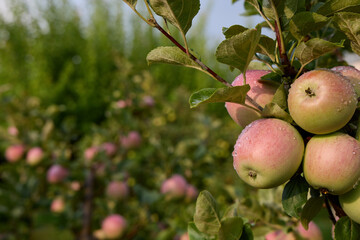 Ripe juicy apple fruits on a tree branch in orchard after rain