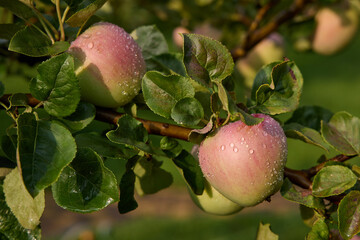 Ripe juicy apple fruits on a tree branch in orchard after rain