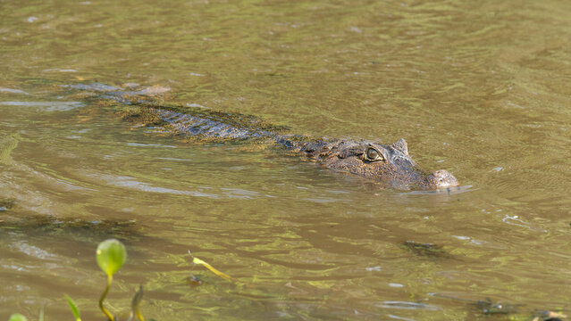 Black kajman Melanosuchus niger south america