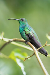 Green Hermit, Phaethornis guy, rare hummingbird from Costa Rica, green bird flying next to beautiful red flower with rain, action feeding scene in green tropical forest, animal in the nature habitat