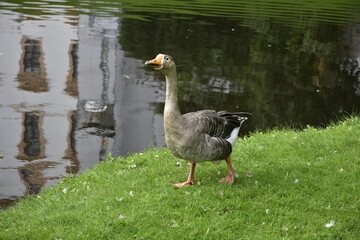 Gans im Park in Celle