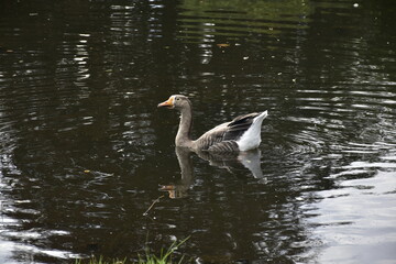 Gans im Park in Celle