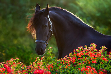 Frisian horse with long mane in red rose