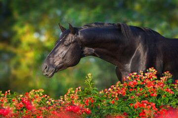 Horse portrait in roses