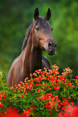 Horse portrait in roses