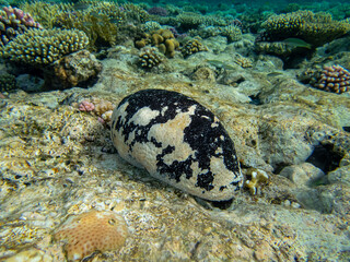 Holothuria nobilis at the bottom of a coral reef in the Red Sea