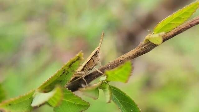Rice locust is a group of insects that are included in the Caelifera suborder