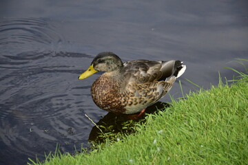 Ente im Park in Celle